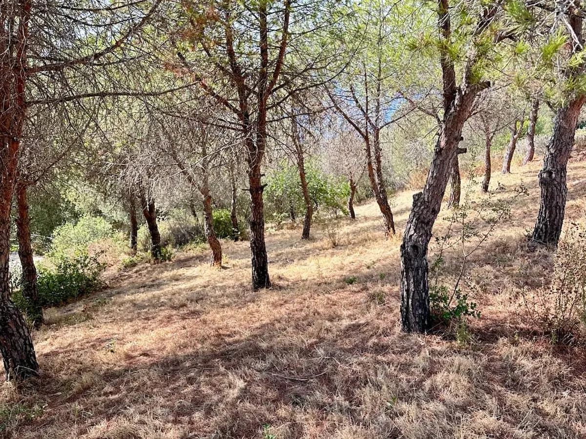 Landscape at Kusadası Coastal Woodland