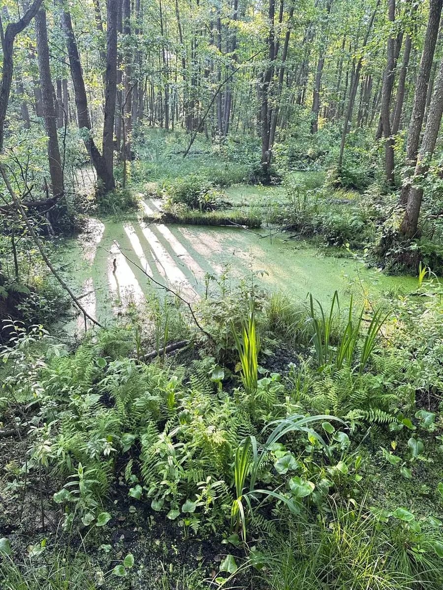 Landscape at Mordovia State Nature Reserve